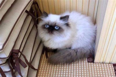 ​世界上体重最小的猫品种：新加坡猫最重仅2.7千克