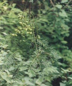 ​植物世界丨国家二级重点保护野生植物名录（一），就在你我身边…