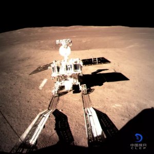 ​睡午觉还偷偷发朋友圈？网友调侃：这只兔子“学坏了”！