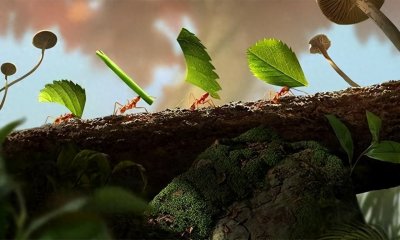 ​靠“种植”供养百万蚁族，天生长有金属牙齿，切叶蚁有多神奇？