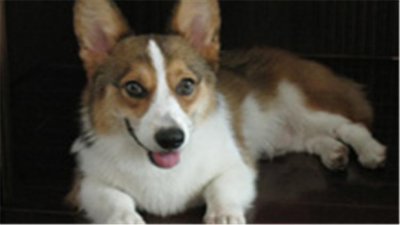 ​知识小讲堂：柯基犬的智商排第几？