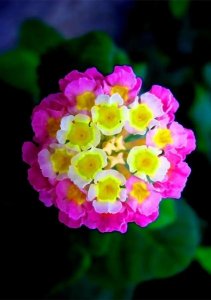 ​马樱丹-花开有时（166）