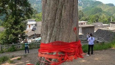 ​一棵金丝楠木能卖上亿元，树苗一株才10元，为啥没人愿意种？