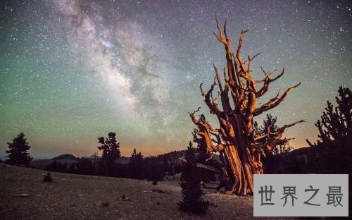 世界上寿命最长10大植物,波西多尼亚海草可活10万年!