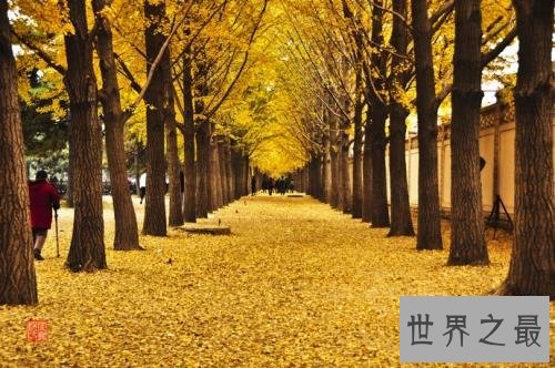 世界上寿命最长10大植物,波西多尼亚海草可活10万年!