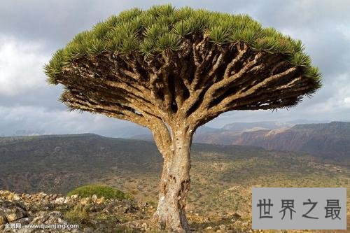 世界上寿命最长10大植物,波西多尼亚海草可活10万年!