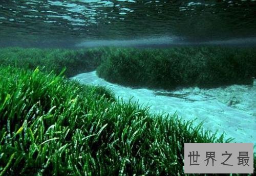 世界上寿命最长10大植物,波西多尼亚海草可活10万年!