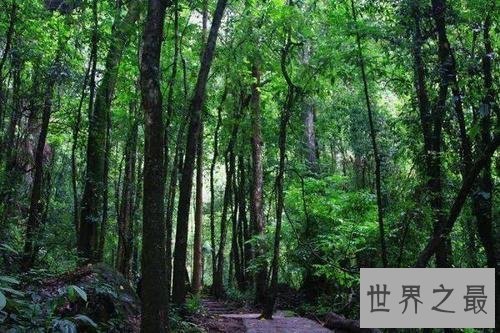 世界上寿命最长10大植物,波西多尼亚海草可活10万年!