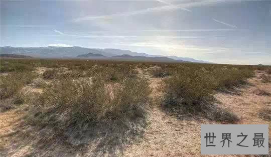 世界上寿命最长10大植物,波西多尼亚海草可活10万年!