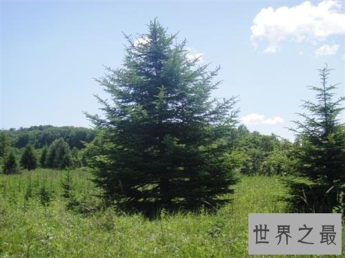 世界上寿命最长10大植物,波西多尼亚海草可活10万年!