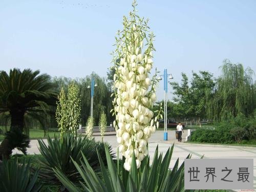 世界上寿命最长10大植物,波西多尼亚海草可活10万年!