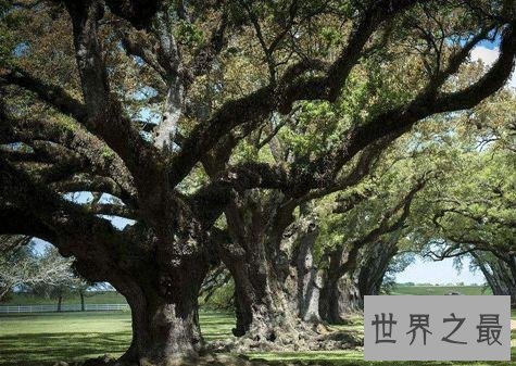 世界上寿命最长10大植物,波西多尼亚海草可活10万年!