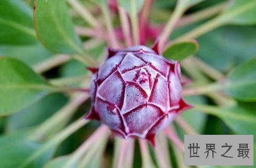 世界上寿命最长10大植物,波西多尼亚海草可活10万年!