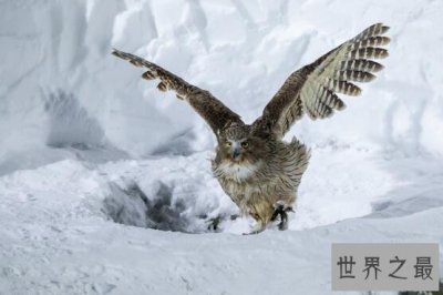 ​世界上最大的猫头鹰,毛腿渔鸮or雕鸮(猫头鹰老大是谁)
