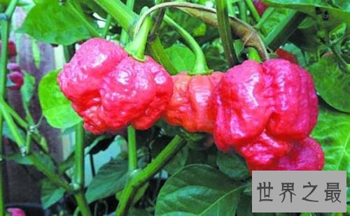 世界上最辣的辣椒TOP10，最后一个曾经辣死过人！