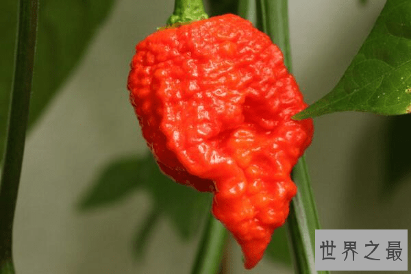 世界上最辣的辣椒TOP10，最后一个曾经辣死过人！