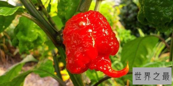 世界上最辣的辣椒TOP10，最后一个曾经辣死过人！