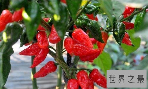 世界上最辣的辣椒TOP10，最后一个曾经辣死过人！