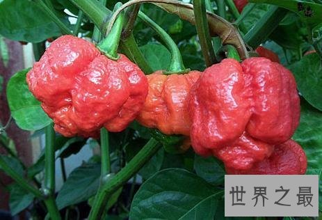 世界上最辣的辣椒TOP10，最后一个曾经辣死过人！