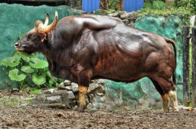 ​世界上最大的牛是什么牛：白肢野牛体长可达3米多