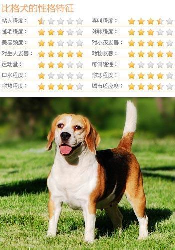 什么狗狗最听话?