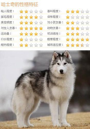 什么狗狗最听话?