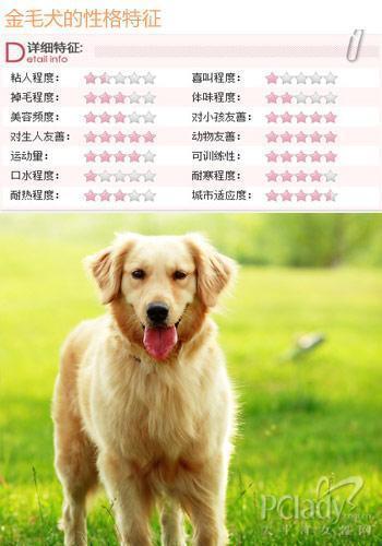 什么狗狗最听话?