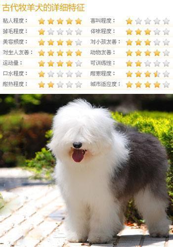 什么狗狗最听话?