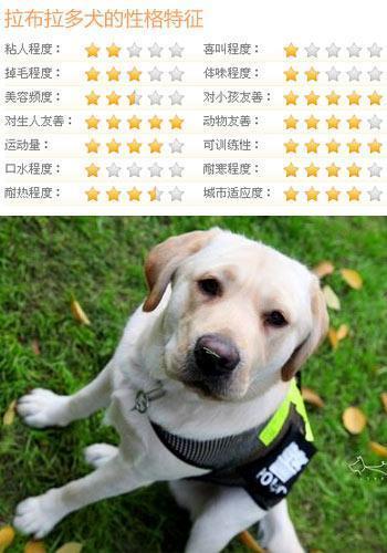 什么狗狗最听话?