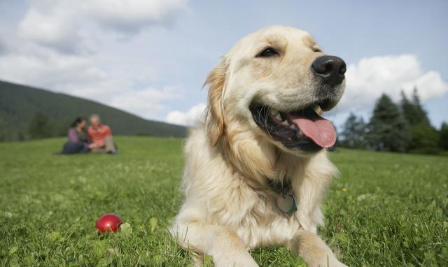 “来看看十大最听话的狗狗有没有你家的”