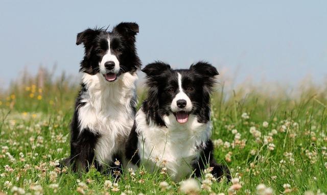 “来看看十大最听话的狗狗有没有你家的”