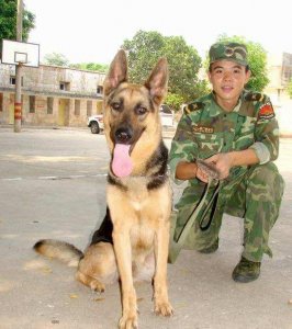 ​“来看看十大最听话的狗狗有没有你家的”