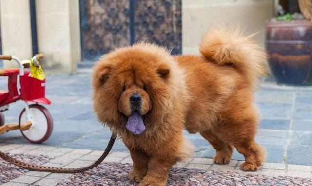 “来看看十大最听话的狗狗有没有你家的”