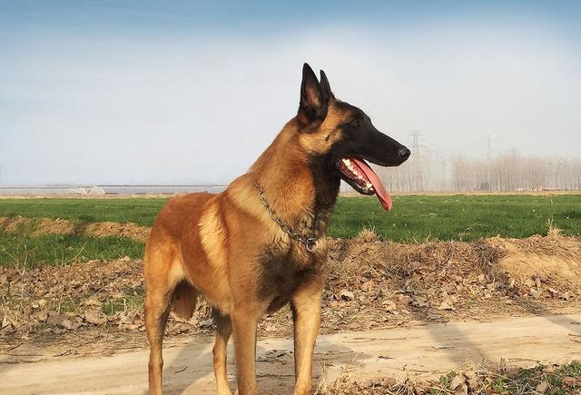 “来看看十大最听话的狗狗有没有你家的”