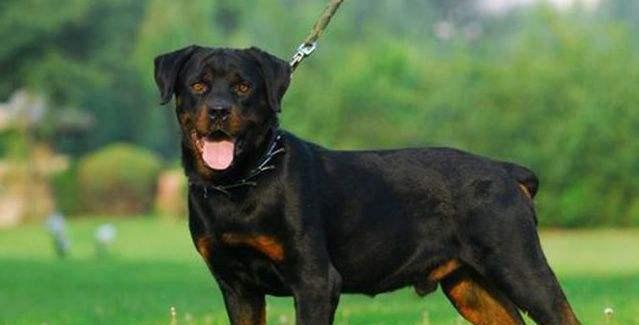 “来看看十大最听话的狗狗有没有你家的”