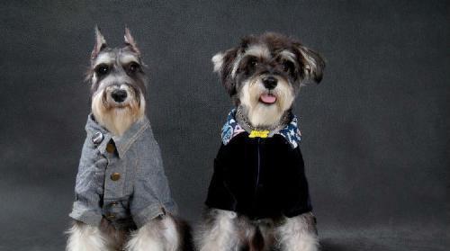 “来看看十大最听话的狗狗有没有你家的”