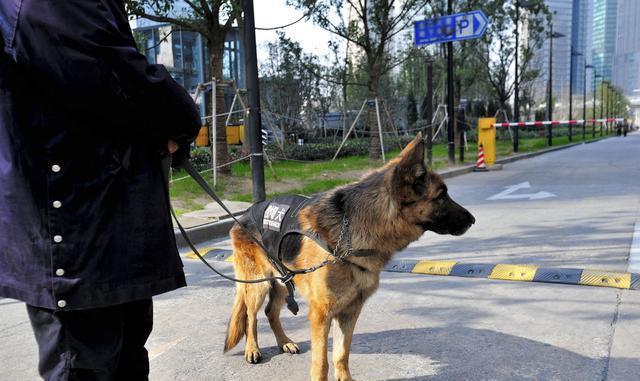 “来看看十大最听话的狗狗有没有你家的”