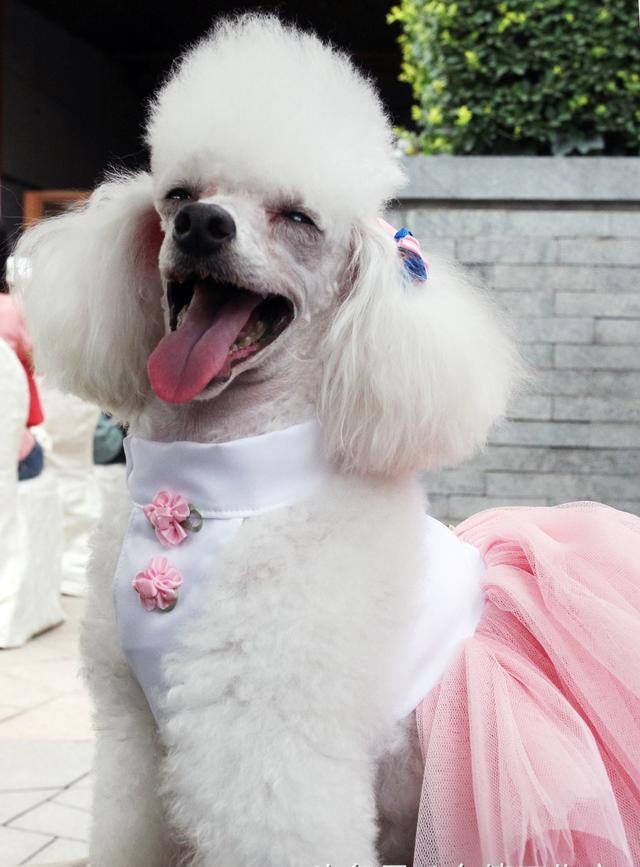 “来看看十大最听话的狗狗有没有你家的”