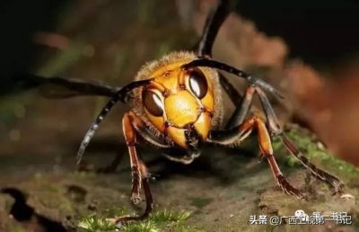 千万别捅马蜂窝!马蜂生猛,驯服了却能挣钱