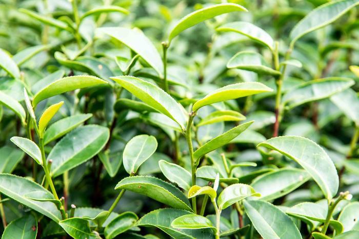 广东最牛的古村落,100多年前由印尼土豪出资建造,游客:太豪了