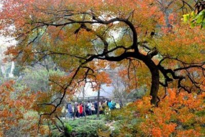 苏州10个“最值得去”的园林,其中9个都是世界文化遗产