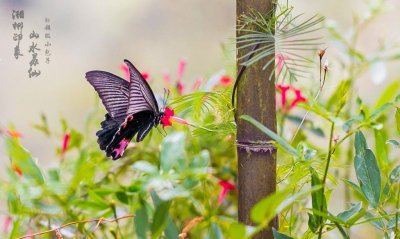 北京最适合踏青赏花的12家公园,门票地址全都有!