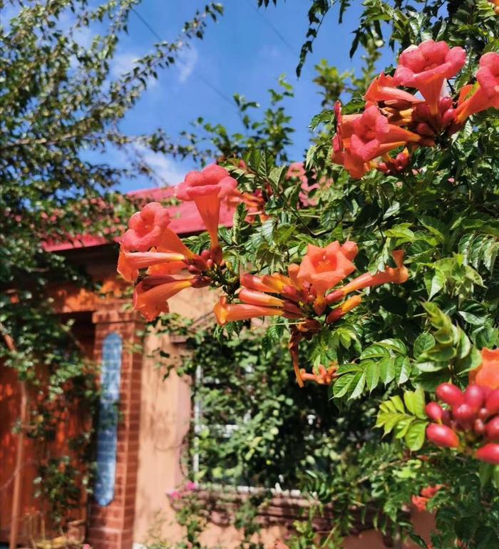 喀赞其民俗村是个彩色的小城,最吸引人的是“马的”和手工冰淇淋