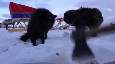 地表最强悍的人类,吃鲸肉杀北极熊,北极圈内的因纽特人!