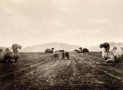 ​为什么清朝的山都是光秃秃的，一片荒凉破败的景象？原因你想不到