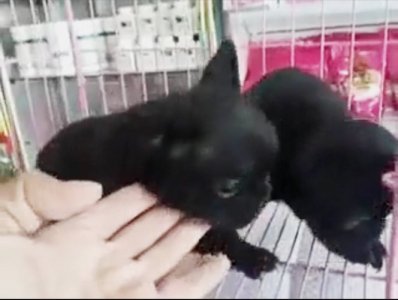 ​“征集爱狗人 免费领养幼犬” 骗局？