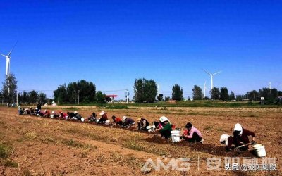 ​安阳内黄：中药材种植开出致富良方