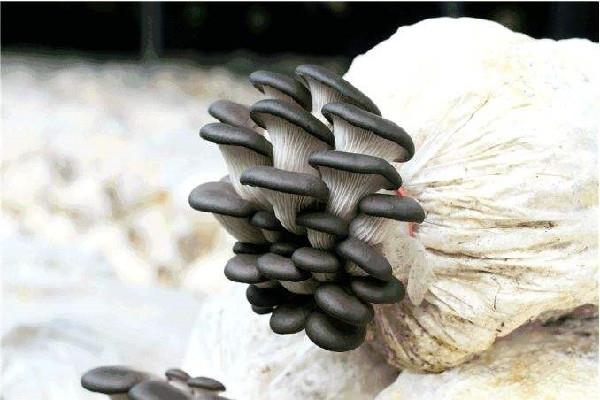 姬菇煮多久可以吃 姬菇煮熟可以隔夜吃吗