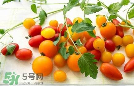 圣女果是转基因的吗？圣女果转基因食品吗