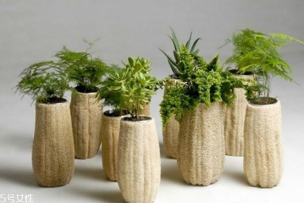 干丝瓜的功效与作用 干丝瓜煮水的功效